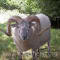 Article - Photo Gallery - Vicarage Albert, Boreray Ram